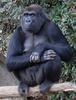 Western Lowland Gorilla (Gorilla gorilla gorilla)002