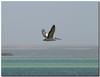Australian pelican glide
