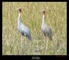 Sarus cranes - Grus antigone, Copyrights  2007 , Maulik Suthar