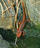 Yunnan Newt (Tylototriton shanjing)1 -- emperor newt, Mandarin salamander
