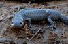 Warm Winter Days in the Woods - Spotted Salamander