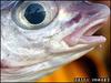 Haddock ask 'your plaice or mine' [BBC 2007-01-26]