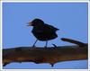 Common blackbird 4