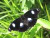 Bacteria Make Female Butterflies Promiscuous, Scientists Say [LiveScience 2007-02-06]
