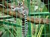 Hong Kong Lemurs - 1/3