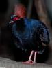 Crested Partridge (Rollulus roulroul)2