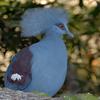 Western Crowned-Pigeon (Goura cristata)002