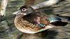 Wood Duck (Aix sponsa) female001