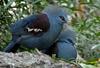 Western Crowned-Pigeon (Goura cristata)200