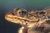 Northern leopard frog - agpix.com/jerrymercier