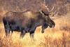 Bull moose - agpix.com/jerrymercier
