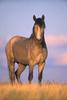 Wild horse stallion - agpix.com/jerrymercier