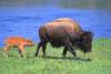 American bison cow and calf - agpix.com/jerrymercier