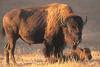 American bison bull and calf - agpix.com/jerrymercier