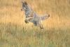 Coyote hunting - agpix.com/jerrymercier