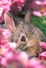 Eastern cottontail rabbit - agpix.com/jerrymercier