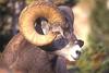 Bighorn sheep ram - agpix.com/jerrymercier