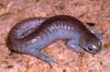 Salamanders Suffer Delayed Effects Of Common Herbicide [ScienceDaily 2007-03-26]