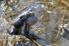 Signs of Spring - American Toad (Bufo americanus)