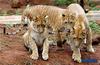 LION X TIGER (cats zoo retourns)