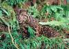 New species: Neofelis diardi (cats zoo retourns) -- Bornean Clouded Leopard