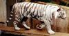 White tiger (cats zoo retourns)