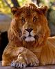 Male liger (cats zoo retourns)
