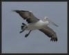 Australian pelican flight 2