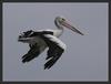 Australian pelican flight 3