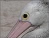 Australian pelican mugshot