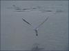Great Egret (Ardea alba modesta) 4