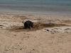 dog at beach 3