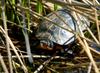Spotted Turtle (Clemmys guttata)101