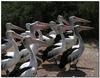 school of pelicans 1 (Australian pelicans)