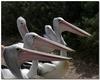 school of pelicans 3 (Australian pelicans)