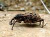 Sipalinus gigas (Korean Giant Weevil)