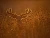 Backlit Mule Deer Buck in Velvet