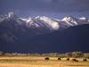 Grazing Bison, Sangre de Cristo Range, Colorado, USA