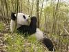 Xiang Xiang the Giant Panda, Wolong Nature Reserve, China