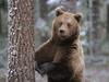 Portrait of a Brown Bear, Finland