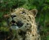 Amur leopard - Panthera pardus orientalis