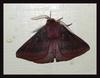 red moth