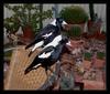 Australian magpies - Australian magpie (Gymnorhina tibicen)
