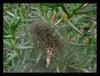 spiderlings 1