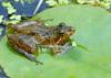 Coastal Plain Cricket Frog  (Acris gryllus gryllus)004