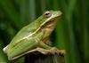 Green Treefrog (Hyla cinerea)036