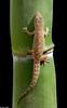 Mediterranean Gecko (Hemidactylus turcicus)010
