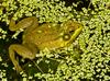 Northern Green Frog (Rana clamitans melanota)