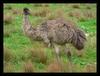 Australian Emus 1 -- common emu (Dromaius novaehollandiae)