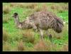Australian Emus 2 - common emu (Dromaius novaehollandiae)